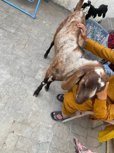 Healthy Beetal Bakra for Sale – Qurbani Special