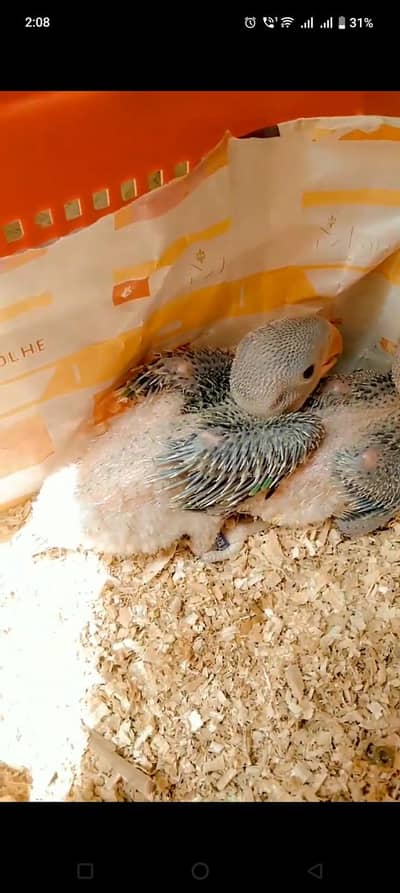 raw perror chicks for sale