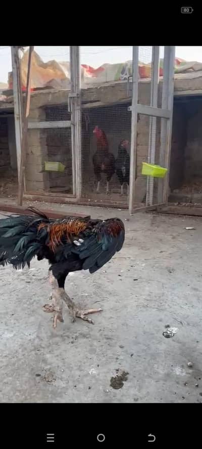 pure thai aseel male Heera/lasani/muska male for sale