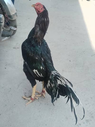 pure Heera/lasani/muska male for sale