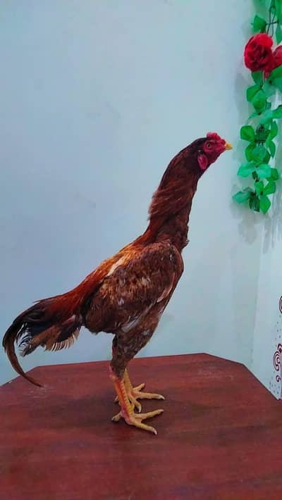 urgent for sale price 5500