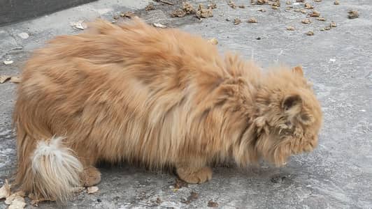 orange persian cat