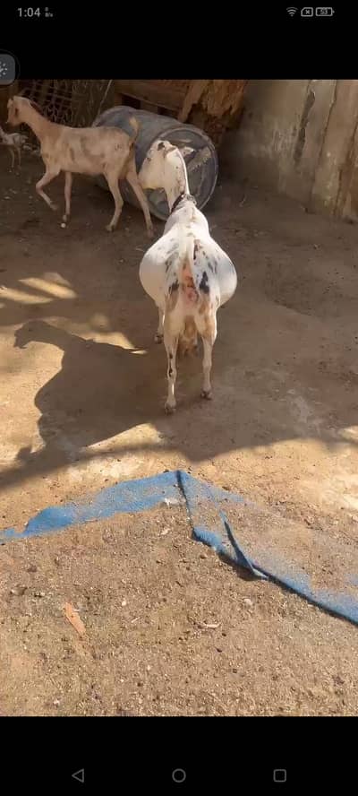 gabban bakri 4 month for sale urgent