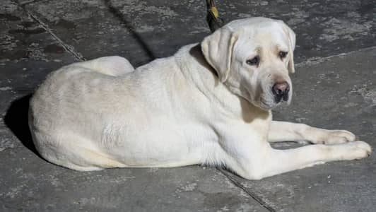 Labrador female available for new home 0/3/2/9/9/1/8/1/6/3/3