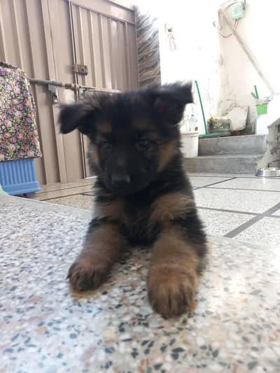 pedigree & non pedigree Gsd Puppies