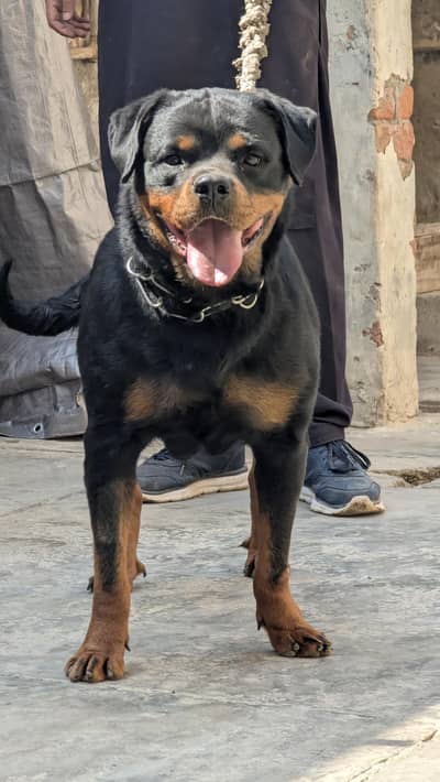 rottweiler female looking for new home