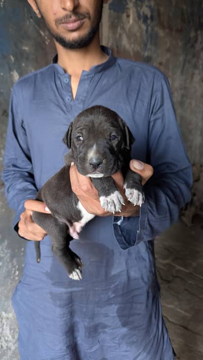 Pakistani bully  male puppy 0/3/2/5/6/3/9/6/9/2/2