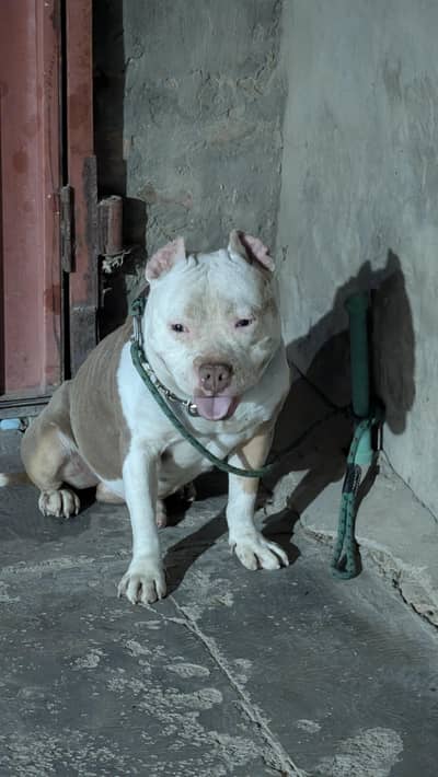 American bully pedigree male looking for new home