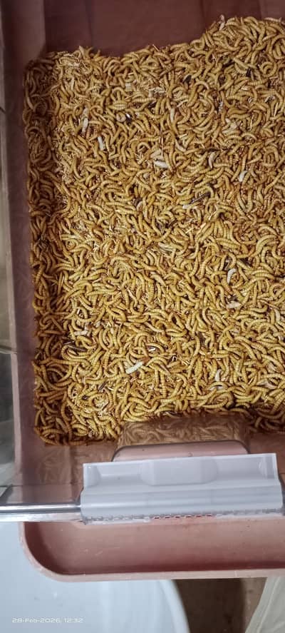 Mealworms for sale