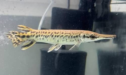 alligator gar