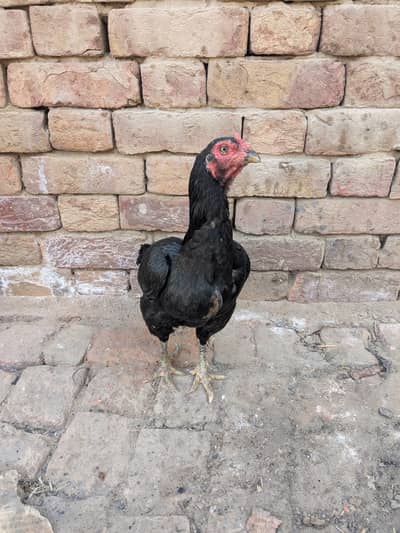 Pure Mianwali zero size 1.5 kg