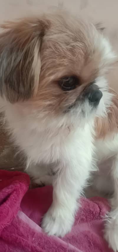 shih tzu male dog