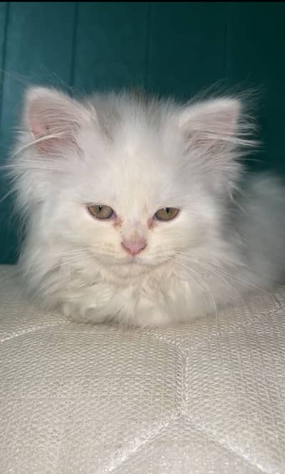 Persian kitten