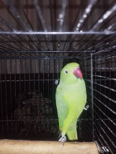 Untamed female ringneck parrot