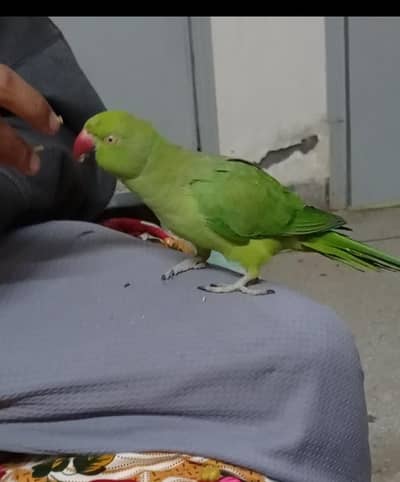 talking tamme female