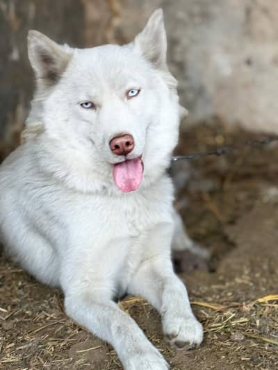 white husky female for sale