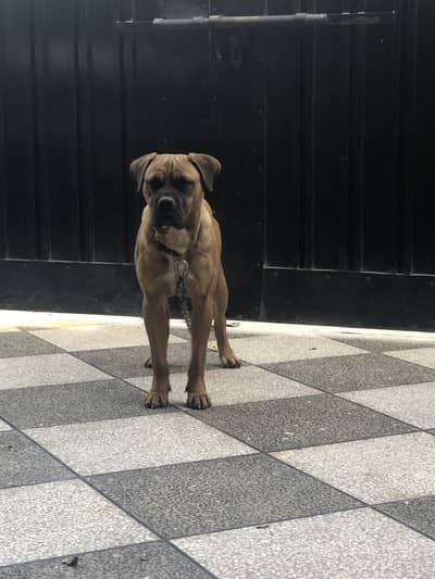 Pedigree bullmastiff