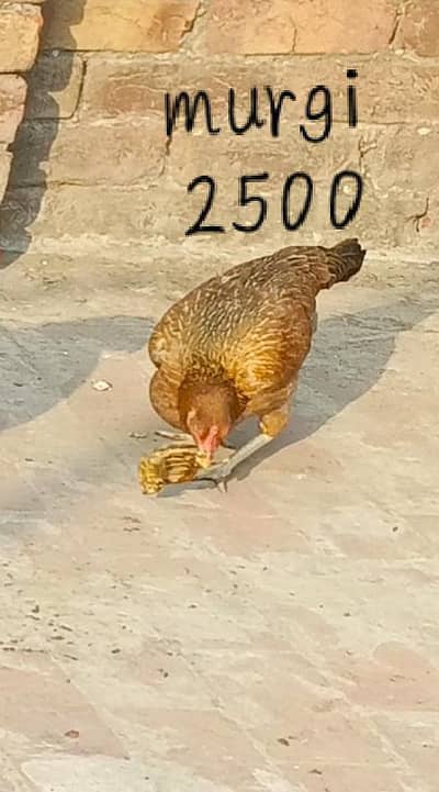 4 female urgent for sale