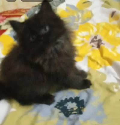 Persian kittens for sale