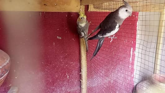 cocktail charcoal white face