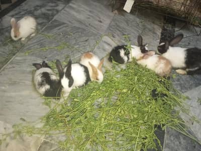 Healthy Rabbits for Sale – Complete Breeding Setup Available