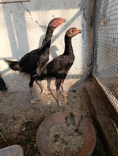 impoted thai  for sale