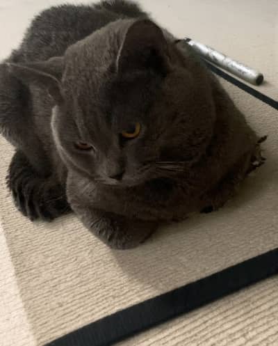 British shorthair male available for mating