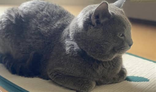 British shorthair male available for mating