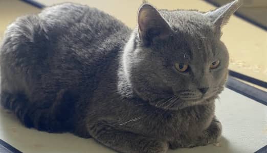 British shorthair male available for mating