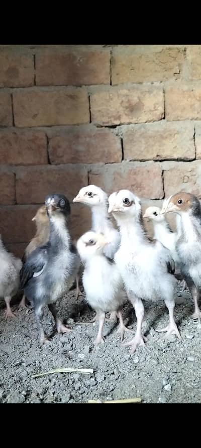 Lasani+mianwali high quality breed