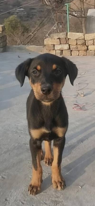 Doberman Male puppy