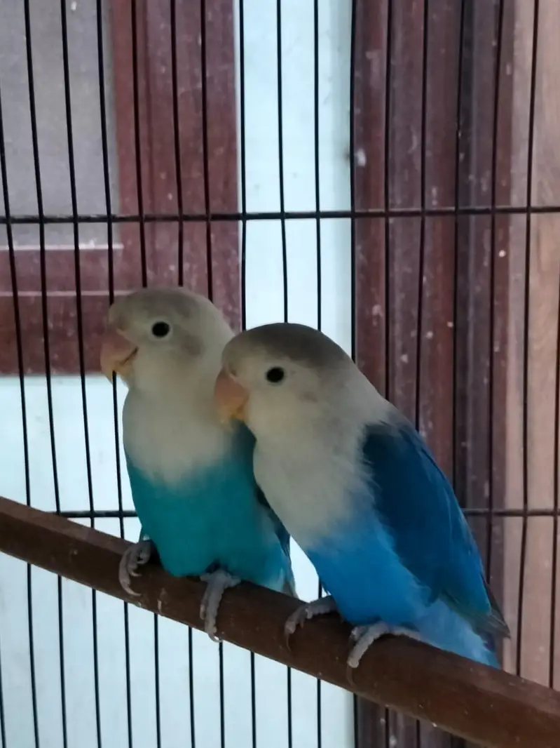 DNA lovebirds available for sale — photo 2