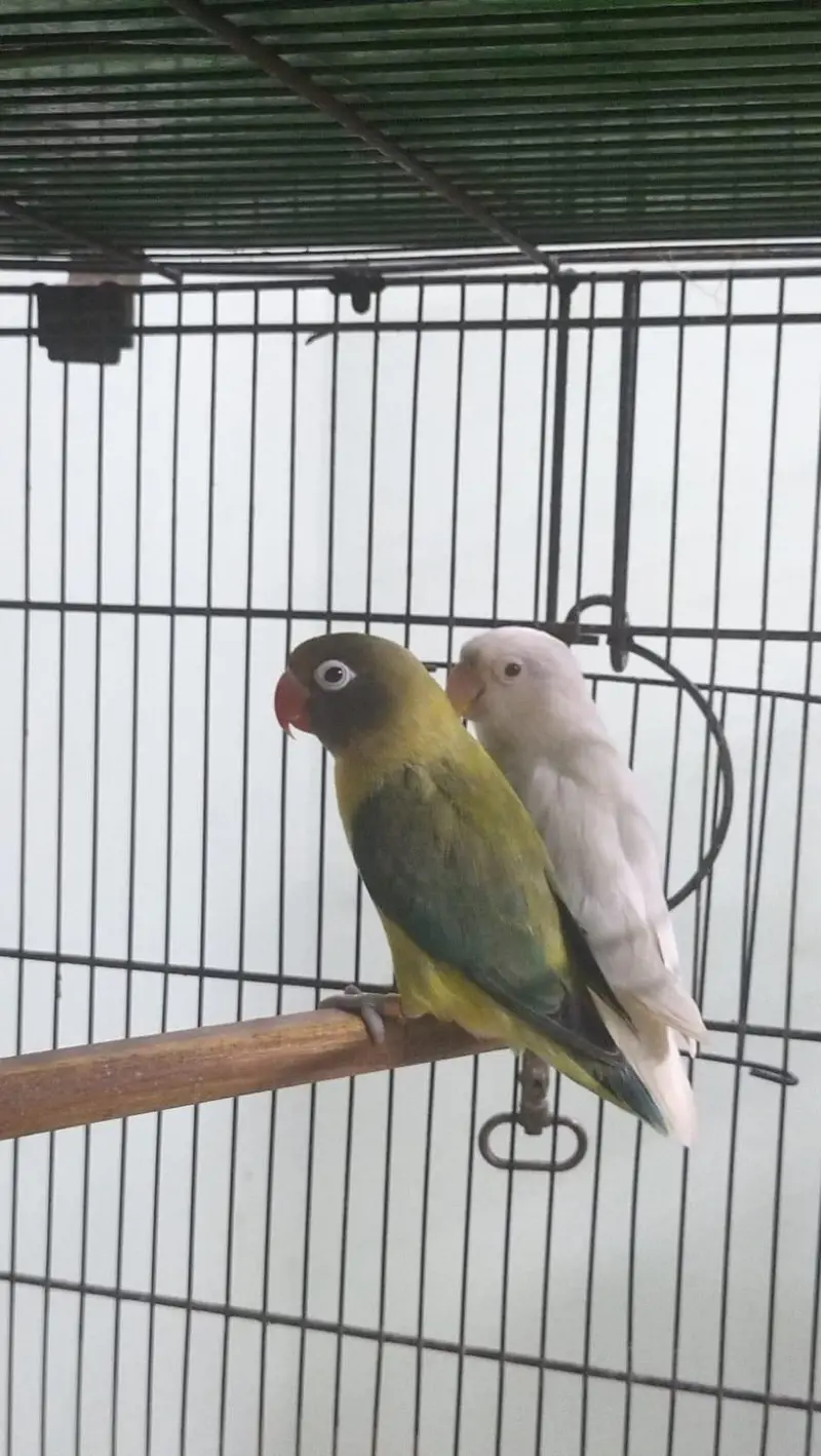 DNA lovebirds available for sale — photo 3