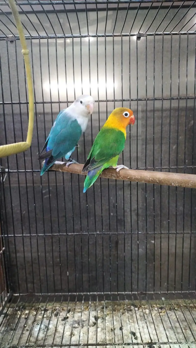 DNA lovebirds available for sale — photo 4