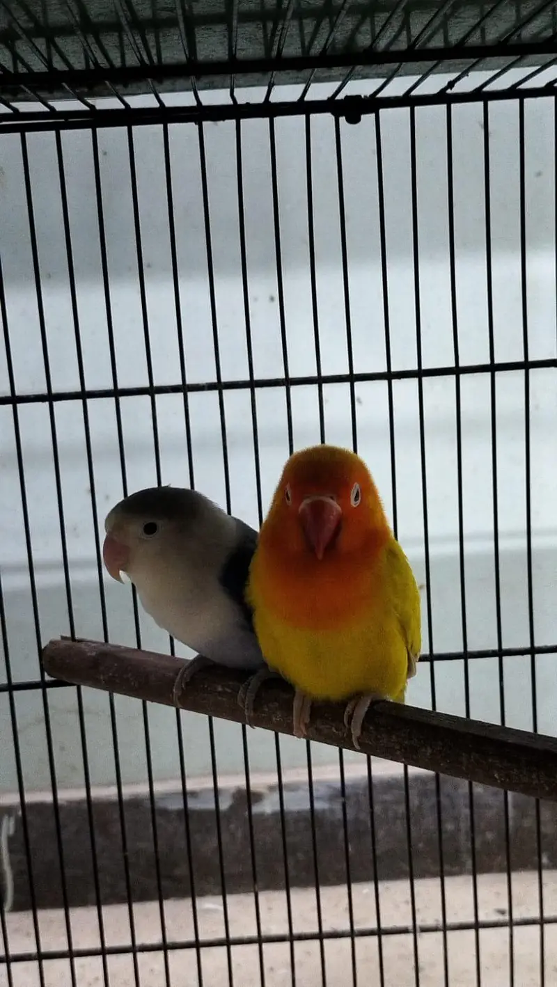 DNA lovebirds available for sale — photo 5