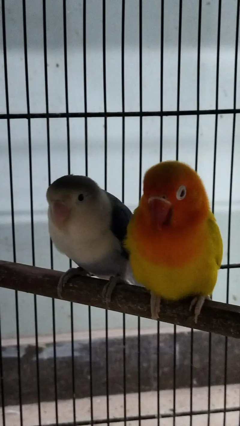 DNA lovebirds available for sale — photo 6