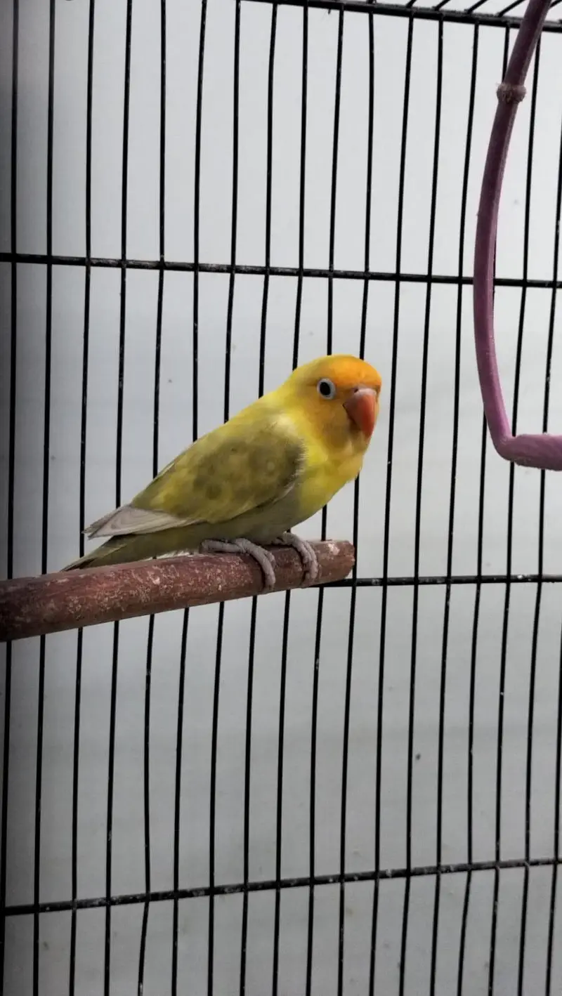 DNA lovebirds available for sale — photo 7