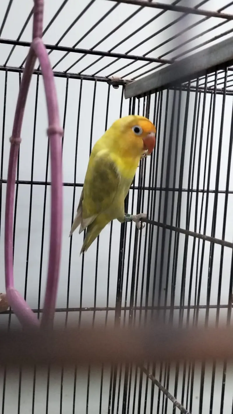 DNA lovebirds available for sale — photo 8
