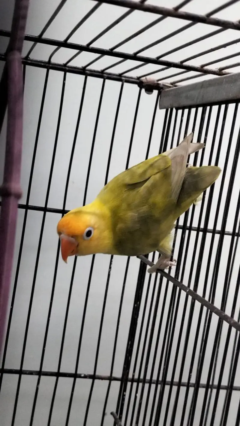DNA lovebirds available for sale — photo 9