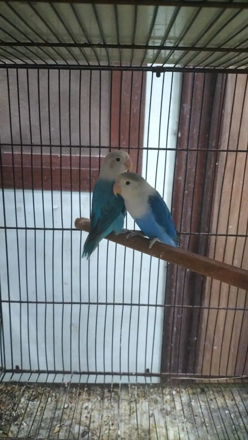DNA lovebirds available for sale — photo 10
