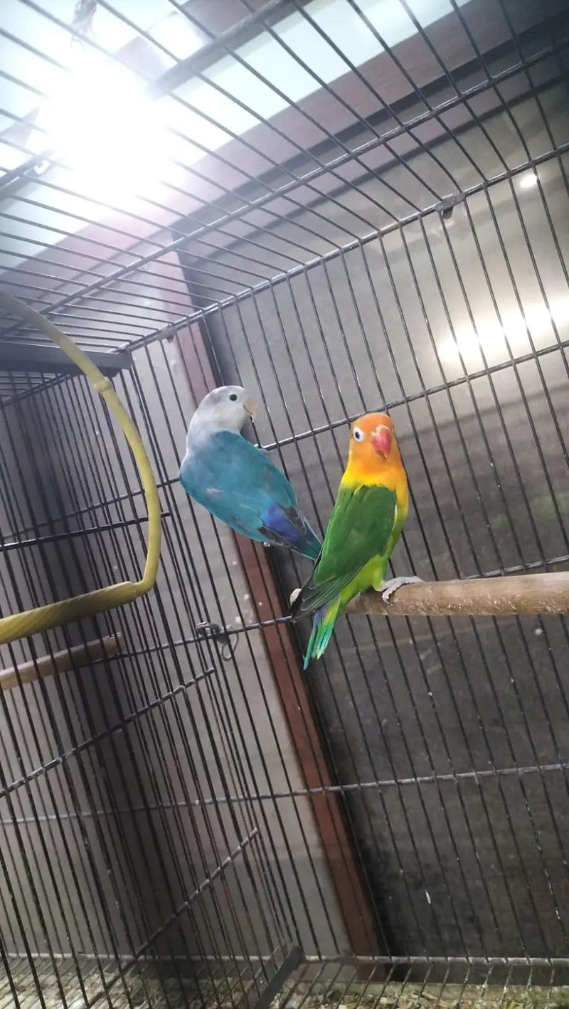 DNA lovebirds available for sale — photo 11