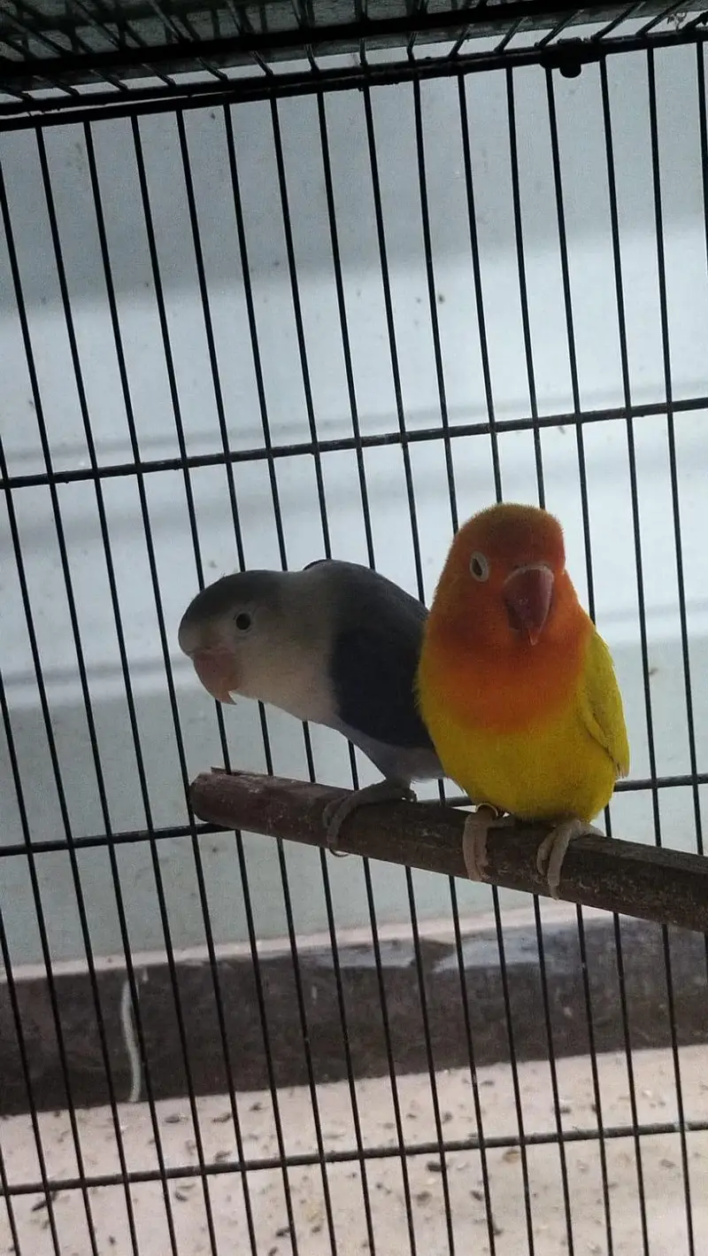 DNA lovebirds available for sale — photo 12