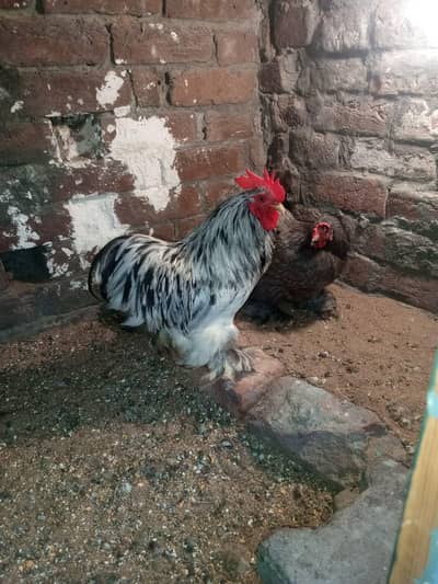 bentum hen for sale