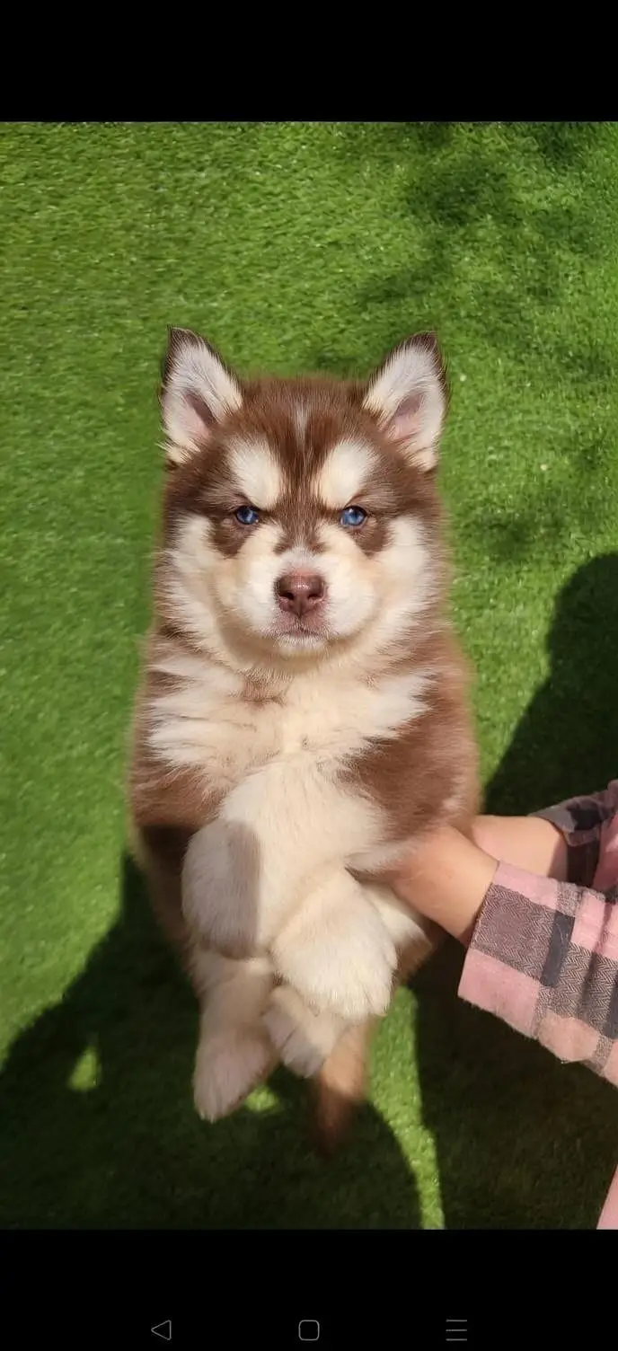 Siberian Husky Puppy Pedigree ! Alaskan Malamute Cross Husky Puppies