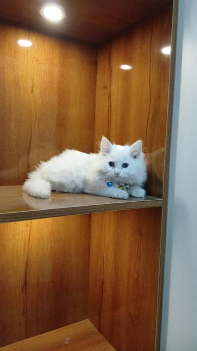 pure white male Persian cat