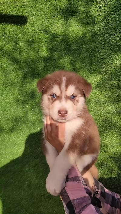 Siberian Husky Puppies ! Malamute Cross ! Doberman puppy