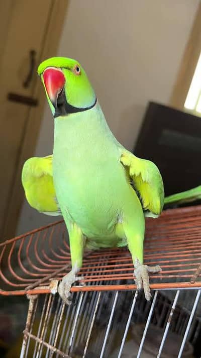 outstanding special talking parrot available. 03164900503