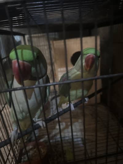 Raw parrots