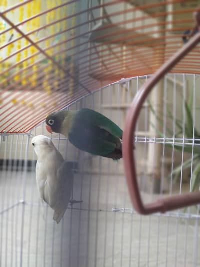 love bird ka pair or cocktail or cockatoo bhi hai or cage bhi