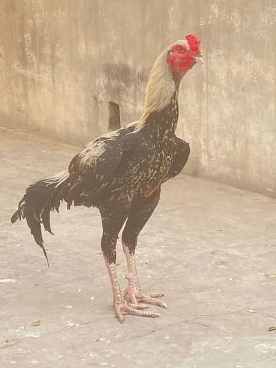 pure seal murga for sale